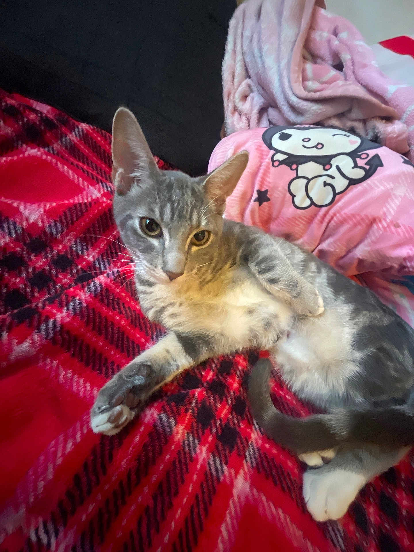 Asher is registered to the contest to win money with this photo: cat, gray_tabby, blanket, red, black, pink, cartoon_character, cute, cozy, relaxed, animal, pet, fur, whiskers, indoor, resting, paw, tail, soft, comfortable