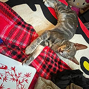 Asher is registered to the contest to win money with this photo: cat, tabby_cat, sleeping, blanket, rug, indoor, pet, animal, feline, relaxed, pattern, red, gray, comfort, grooming_tool, decor, artwork, closeup, resting, cozy
