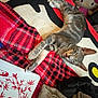 cat, tabby_cat, sleeping, blanket, rug, indoor, pet, animal, feline, relaxed, pattern, red, gray, comfort, grooming_tool, decor, artwork, closeup, resting, cozy