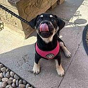 Luna joined the competition — help win amazing prizes! puppy, dog, black_dog, pink_harness, tongue_out, outdoor, sunlight, stone_pavement, planter, rocks, leash, pet, cute, animal, young_dog, playful, sitting, small_dog, adorable, happy
