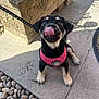 puppy, dog, black_dog, pink_harness, tongue_out, outdoor, sunlight, stone_pavement, planter, rocks, leash, pet, cute, animal, young_dog, playful, sitting, small_dog, adorable, happy