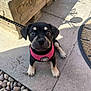 Luna joined the competition — help win amazing prizes! puppy, dog, pink_harness, black_dog, tan_markings, outdoor, pavement, pebbles, shadow, sunlight, leash, cute, pet, animal, young_dog, looking_up, small, adorable, sitting, playful