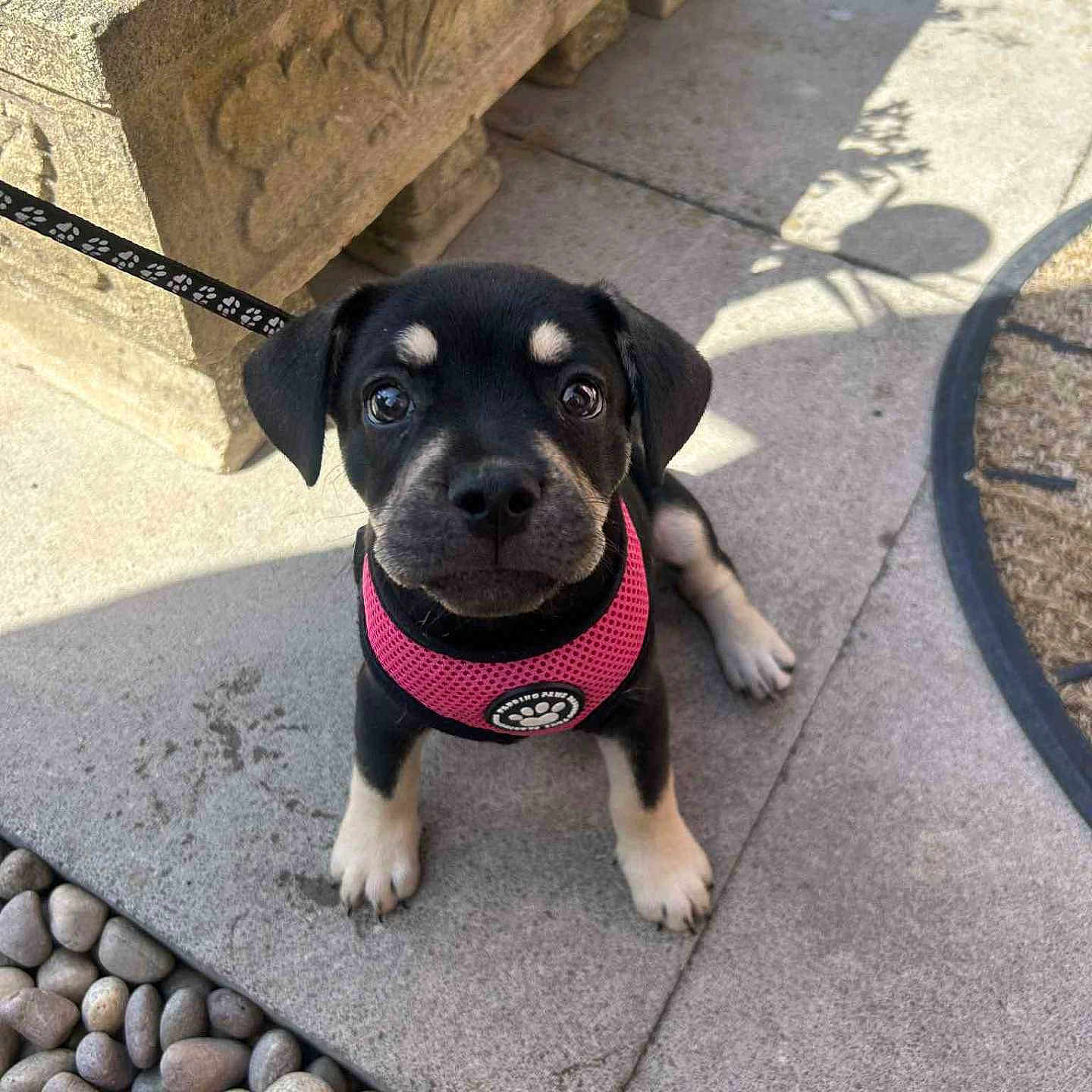 Luna joined the competition — help win amazing prizes! adorable, animal, black_dog, cute, dog, leash, looking_up, outdoor, pavement, pebbles, pet, pink_harness, playful, puppy, shadow, sitting, small, sunlight, tan_markings, young_dog