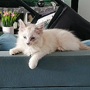 Ponpon participe au concours pour gagner de l'argent avec cette photo : abyssinian, alloywheel, angora, animal, car, carwheel, cat, chair, couch, flower, flowerarrangement, flowerbouquet, furniture, kitten, machine, manx, pet, plant, pottedplant, siamese