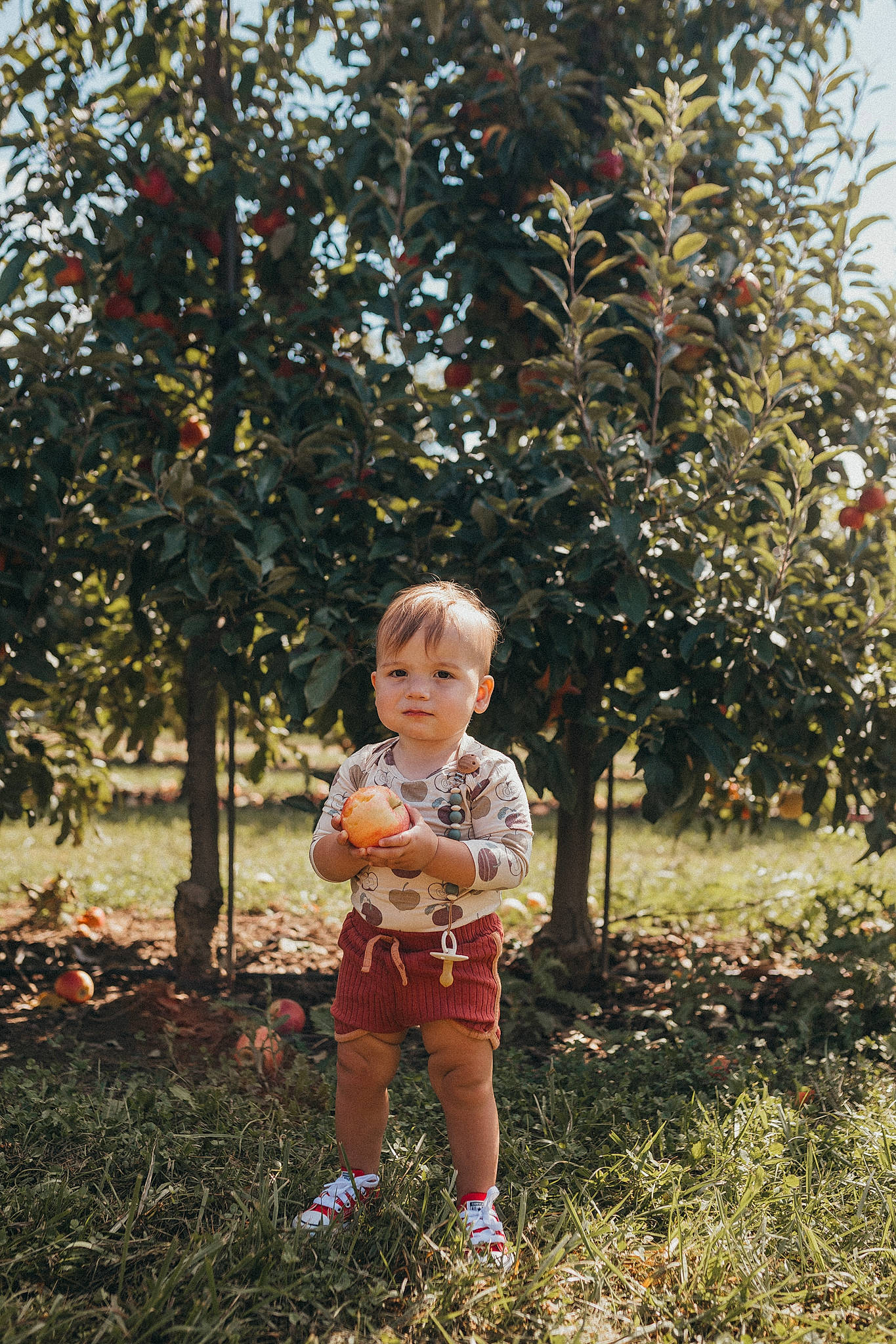 Franco is registered to the contest to win money with this photo: apple, baby, botany, branch, child, eye, face, fruit, fun, grass, happy, head, leisure, people_in_nature, person, plant, shrub, sitting, tints_and_shades, toddler