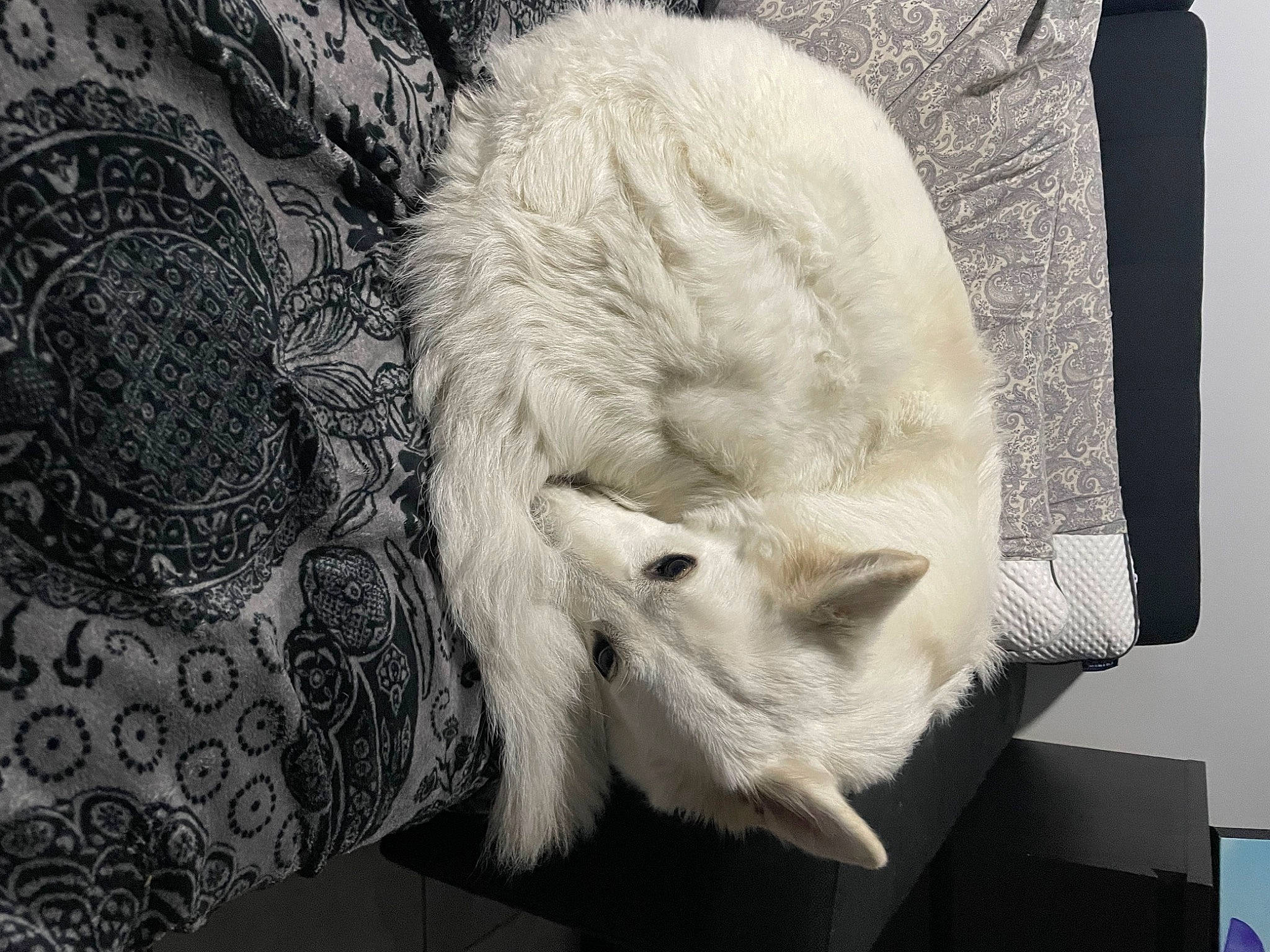 Snatch a rejoint le concours — aidez-le/la à gagner de superbes lots ! art, carnivore, cat, claw, comfort, domestic_short_haired_cat, fawn, felidae, fur, grey, linens, monochrome, monochrome_photography, nap, pattern, paw, small_to_medium_sized_cats, snout, tail, whiskers