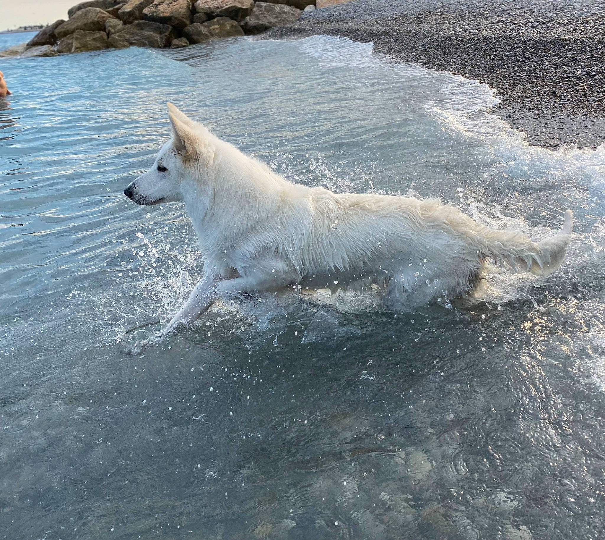 Snatch a rejoint le concours — aidez-le/la à gagner de superbes lots ! arctic, arctic_ocean, beach, canidae, carnivore, dog, dog_breed, foam, ice_cap, lake, liquid, ocean, polar_ice_cap, sporting_group, terrestrial_animal, water, wave, wildlife, wind_wave