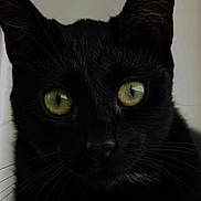 Poupi a rejoint le concours — aidez-le/la à gagner de superbes lots ! cat, black_cat, close_up, green_eyes, whiskers, feline, portrait, pet, indoor, ears, nose, fur, gaze, stare, macro_photography, low_light, dark, curious, whisker_detail, reflective_eyes