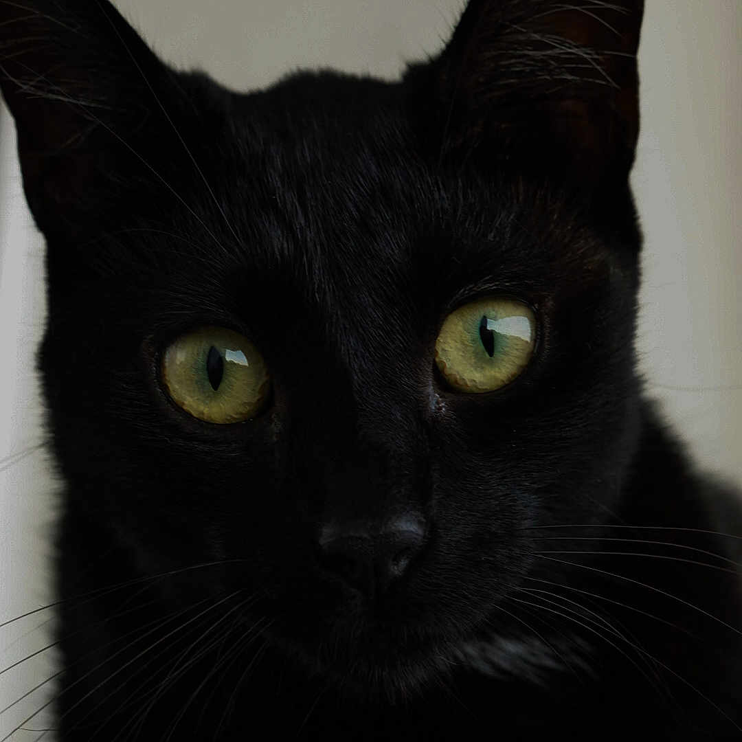 Poupi a rejoint le concours — aidez-le/la à gagner de superbes lots ! black_cat, cat, close_up, curious, dark, ears, feline, fur, gaze, green_eyes, indoor, low_light, macro_photography, nose, pet, portrait, reflective_eyes, stare, whisker_detail, whiskers