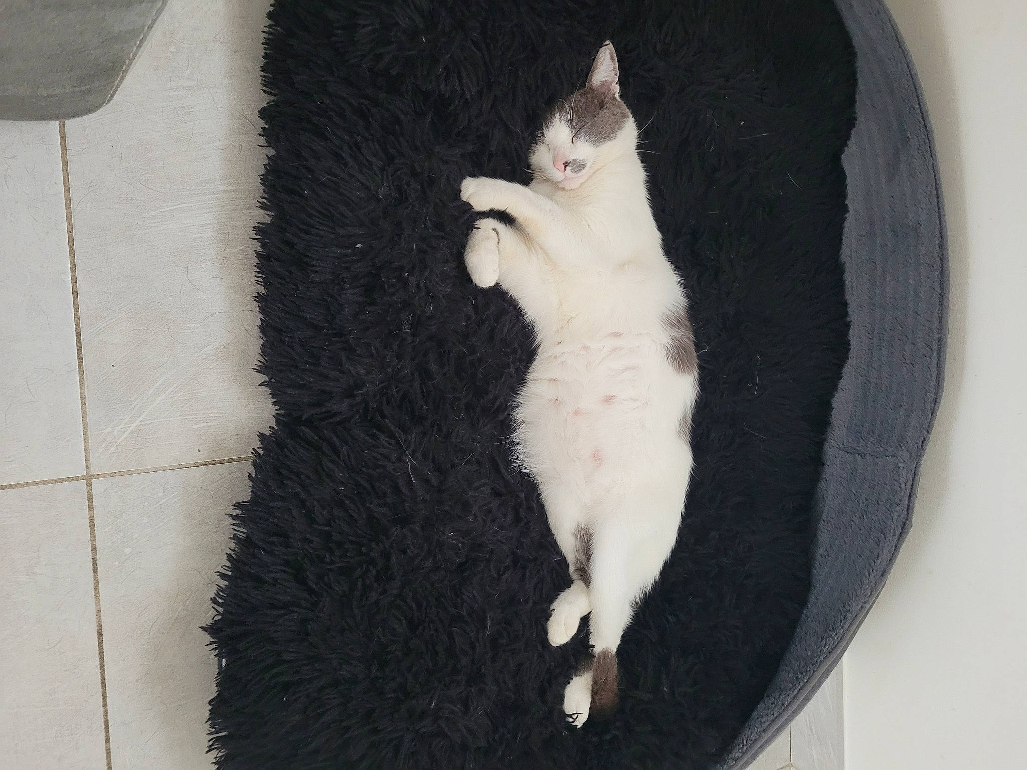 Grisou participe au concours pour gagner de l'argent avec cette photo : black_cat, canidae, carnivore, cat, claw, companion_dog, dog_breed, domestic_short_haired_cat, felidae, flooring, fur, grey, linens, non_sporting_group, paw, small_to_medium_sized_cats, snout, tail, whiskers