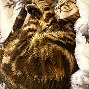 Mia is registered to the contest to win money with this photo: animal, bed, blanket, cat, comfort, cozy, curled_up, cute, domestic, fur, furry, indoor, paw, pet, relaxed, resting, sleeping, soft, tabby, whiskers