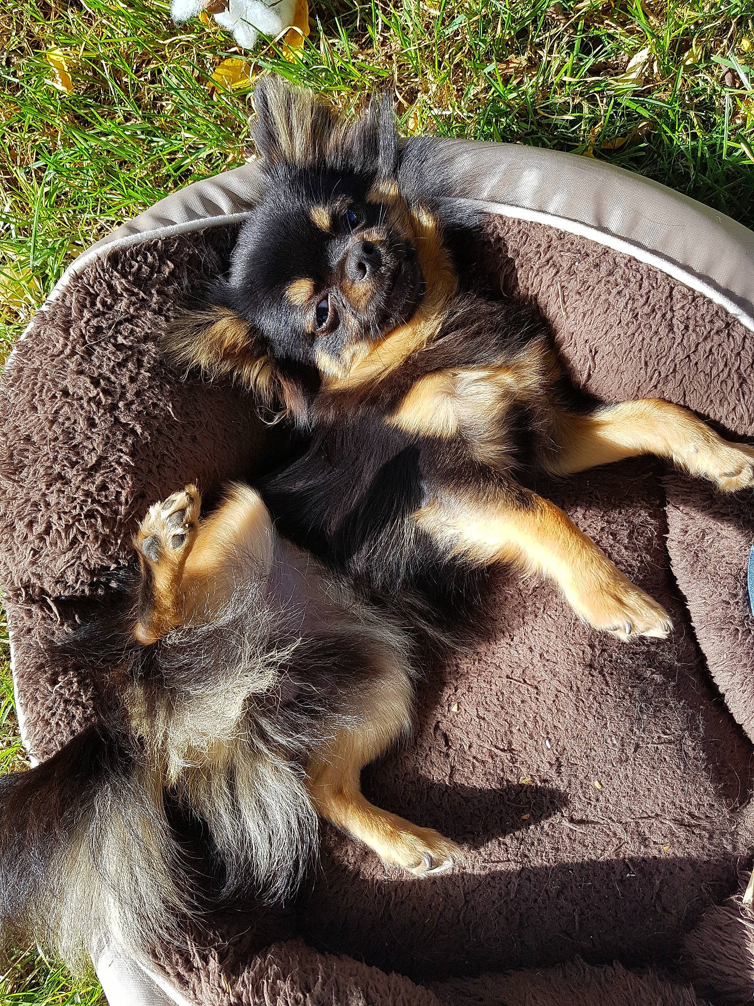 Macao participe au concours pour gagner de l'argent avec cette photo : canidae, carnivore, claw, companion_dog, fawn, fur, plant, puppy, tail, wildlife