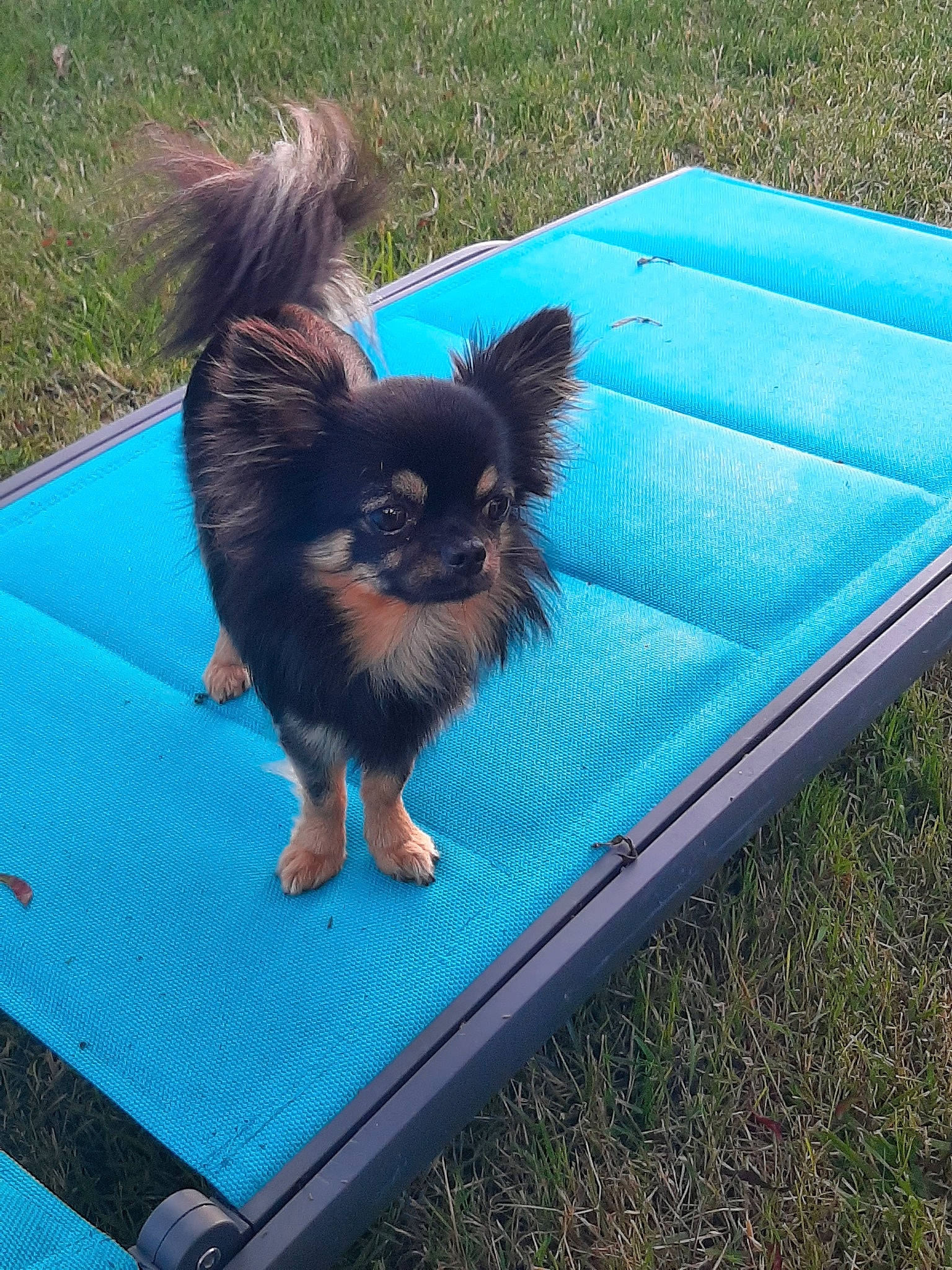 Macao participe au concours pour gagner de l'argent avec cette photo : canidae, carnivore, chihuahua, companion_dog, dog, dog_breed, grass, pomeranian, puppy, russkiy_toy, toy_dog, yorkshire_terrier