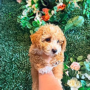 Napu joined the competition — help win amazing prizes! puppy, dog, curly_fur, apricot_fur, small_dog, portrait, close_up, pet, animal, brown_eyes, black_nose, floral_background, flowers, greenery, artificial_flowers, hand, holding, indoor, colorful, cute