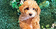 Napu is registered to the contest to win money with this photo: puppy, dog, curly_fur, small_dog, apricot_coat, brown_fur, pet, animal, portrait, close_up, held_dog, human_hand, floral_background, flowers, greenery, garden, cute, adorable, looking_at_camera, indoor