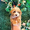 puppy, dog, curly_fur, small_dog, apricot_coat, brown_fur, pet, animal, portrait, close_up, held_dog, human_hand, floral_background, flowers, greenery, garden, cute, adorable, looking_at_camera, indoor