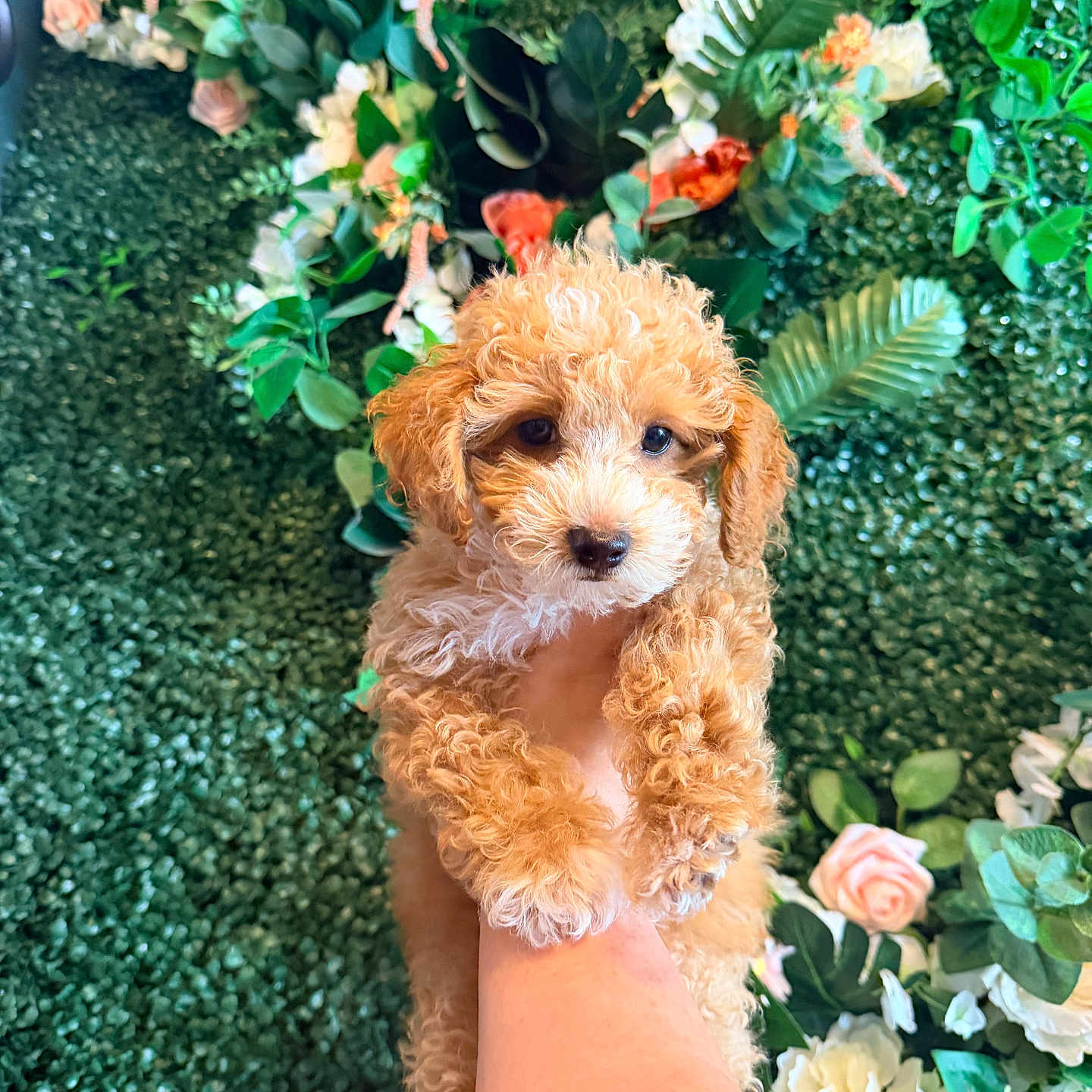 Napu is registered to the contest to win money with this photo: puppy, dog, curly_fur, small_dog, apricot_coat, brown_fur, pet, animal, portrait, close_up, held_dog, human_hand, floral_background, flowers, greenery, garden, cute, adorable, looking_at_camera, indoor