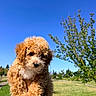 Napu joined the competition — help win amazing prizes! puppy, dog, apricot, curly_fur, fluffy, portrait, outdoor, park, sunny, blue_sky, tree, grass, nature, small_dog, pet, animal, sitting, held, adorable, photography