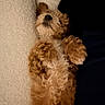 Napu is registered to the contest to win money with this photo: dog, puppy, fluffy, curly_fur, apricot_coat, small_dog, lying_down, upside_down, raised_paws, indoors, couch, blanket, relaxed, cute, adorable, pet, portrait, close_up, warm_lighting, playful
