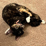 Snowflake joined the competition — help win amazing prizes! cat, tortoiseshell, pet, animal, indoor, carpet, collar, curled_up, green_eyes, fur, whiskers, cute, playful, relaxed, feline, domestic_cat, pink_collar, looking_up, soft_texture, resting