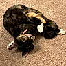 cat, tortoiseshell, pet, animal, indoor, carpet, collar, curled_up, green_eyes, fur, whiskers, cute, playful, relaxed, feline, domestic_cat, pink_collar, looking_up, soft_texture, resting