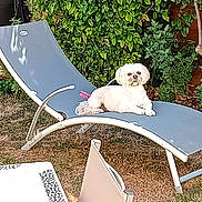 Shanel participe au concours pour gagner de l'argent avec cette photo : dog, white_dog, outdoor, garden, chaise_lounge, lawn, greenery, sunlight, relaxing, pet, animal, furniture, backyard, summer, leafy_plants, canine, resting, daytime, nature, domestic_animal