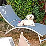 dog, white_dog, outdoor, garden, chaise_lounge, lawn, greenery, sunlight, relaxing, pet, animal, furniture, backyard, summer, leafy_plants, canine, resting, daytime, nature, domestic_animal