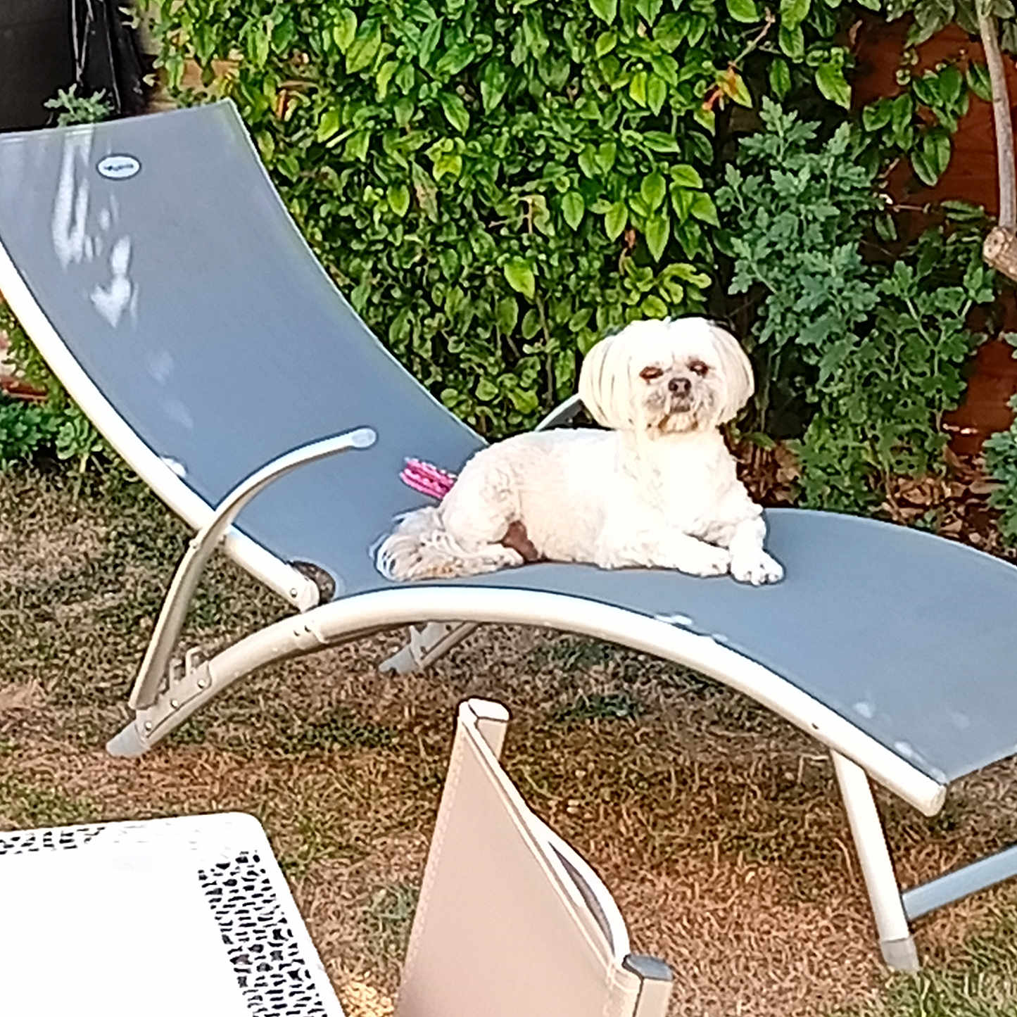 Shanel participe au concours pour gagner de l'argent avec cette photo : dog, white_dog, outdoor, garden, chaise_lounge, lawn, greenery, sunlight, relaxing, pet, animal, furniture, backyard, summer, leafy_plants, canine, resting, daytime, nature, domestic_animal