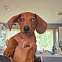 puppy, dachshund, dog, pet, brown_coat, blue_eye, brown_eye, floppy_ears, indoor, living_room, couch, hand, person_holding, curious, cute, small_dog, window, natural_light, cozy, domestic
