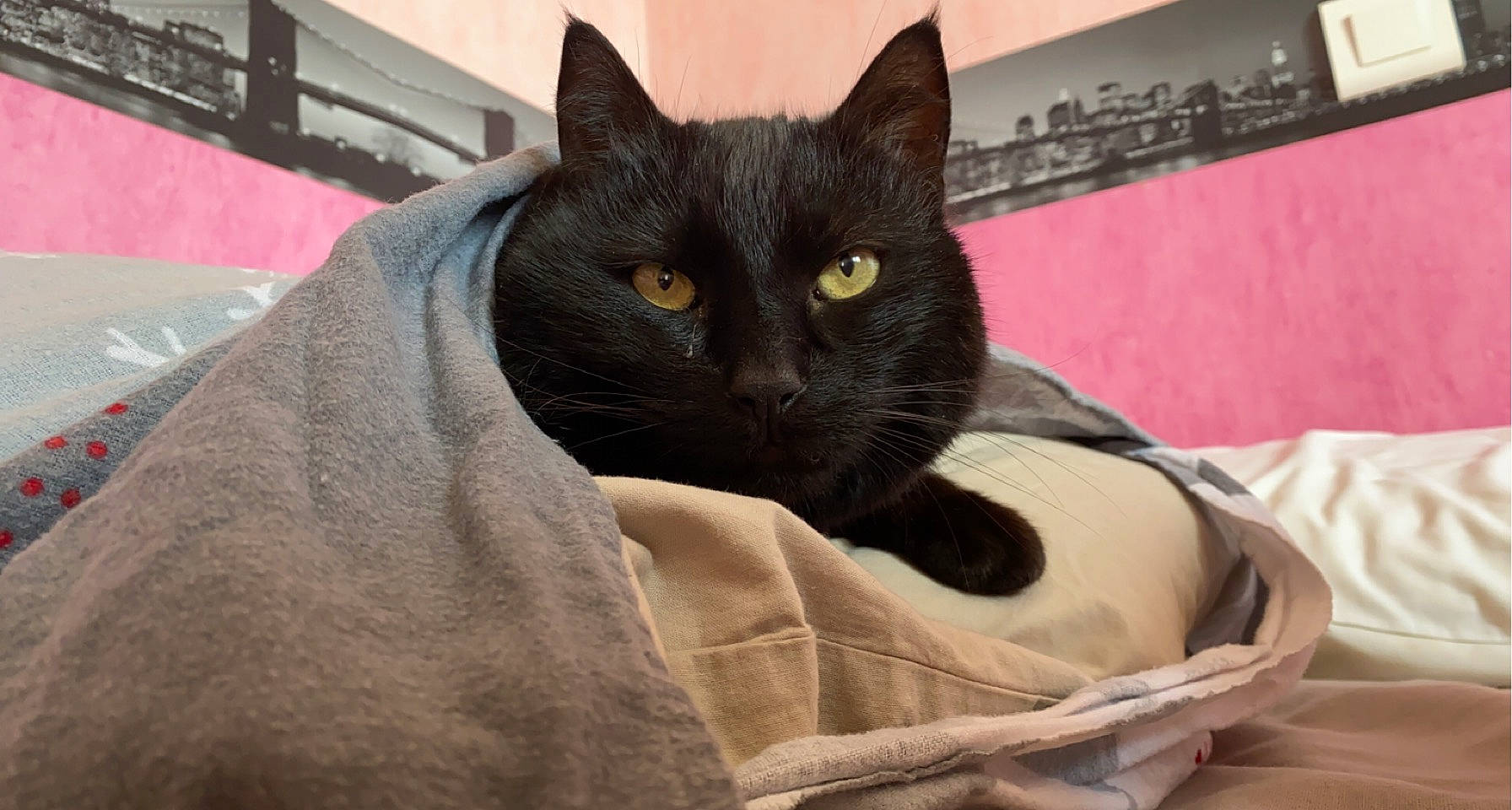 Nooky a rejoint le concours — aidez-le/la à gagner de superbes lots ! black_cat, bombay, carnivore, cat, cat_supply, comfort, domestic_short_haired_cat, fawn, felidae, fur, grey, linens, small_to_medium_sized_cats, snout, tail, terrestrial_animal, whiskers