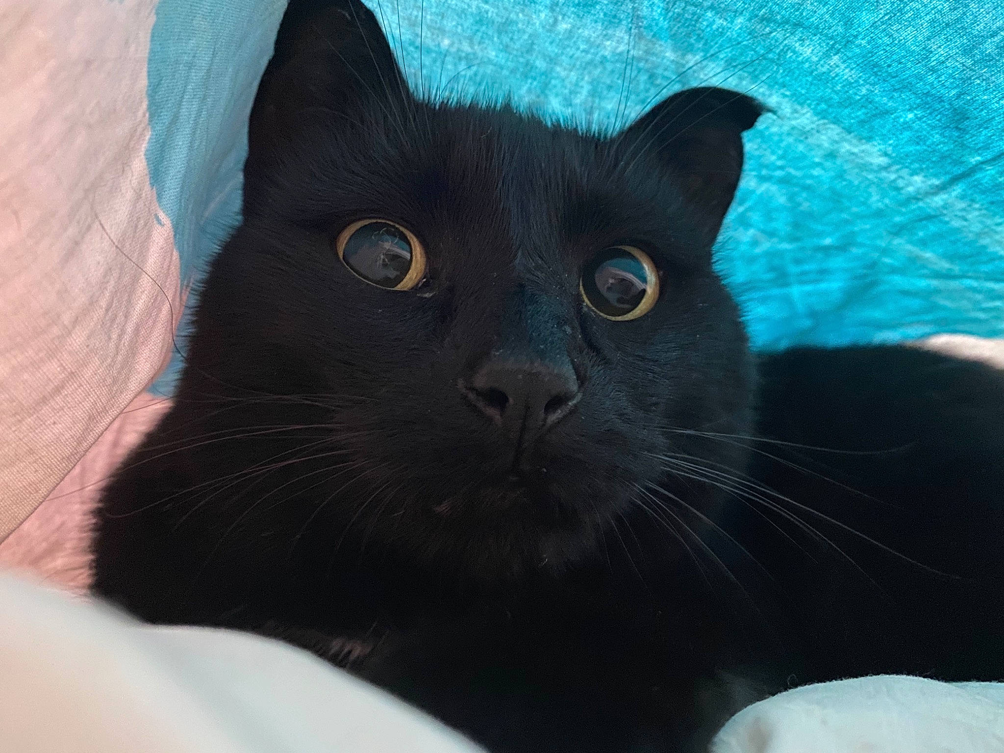 Nooky participe au concours pour gagner de l'argent avec cette photo : black_cat, carnivore, cat, comfort, domestic_short_haired_cat, electric_blue, eye, felidae, fur, grey, head, small_to_medium_sized_cats, snout, terrestrial_animal, whiskers