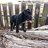 puppy, dog, black_dog, standing, tongue_out, outdoor, log, fallen_tree, wood, fence, rural, countryside, backyard, field, house, weathered, animal, pet, daylight, portrait