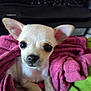 Miracle is registered to the contest to win money with this photo: puppy, chihuahua, dog, blanket, pink, cozy, cute, pet, animal, small, fur, ears, nose, paws, indoor, keyboard, technology, soft, resting, portrait