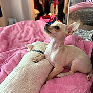 Miracle is registered to the contest to win money with this photo: dog, small_dog, chihuahua, pet, bed, blanket, pink, indoor, cozy, fur, animal, collar, resting, cute, companion, domestic, mammal, soft, relaxed, home