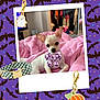 Miracle joined the competition — help win amazing prizes! dog, chihuahua, pet, small_dog, pink_blanket, bow, halloween, ghost, bat, pumpkin, collar, polaroid_frame, indoor, bedroom, blanket, cute, animal, charm, pattern, purple_background