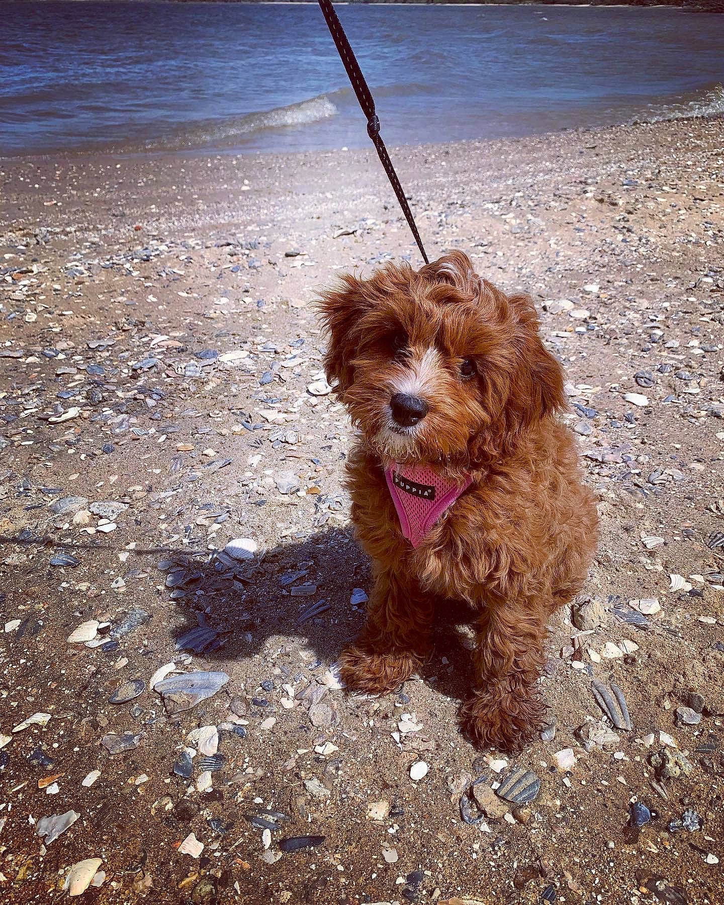 Lala is registered to the contest to win money with this photo: canidae, carnivore, collar, companion_dog, dog, dog_breed, dog_collar, dog_supply, fawn, leash, liver, pet_supply, road_surface, snout, soil, terrier, toy_dog, water, water_dog, working_animal