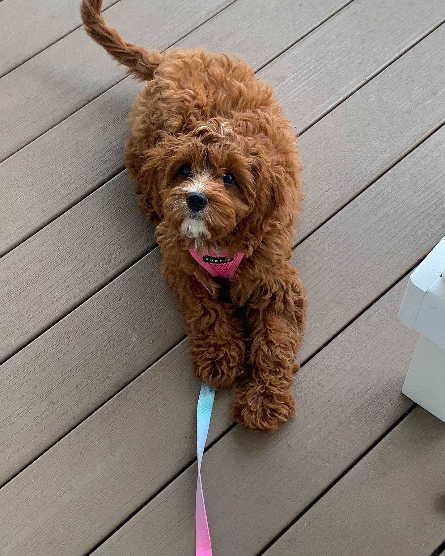 Lala joined the competition — help win amazing prizes! canidae, carnivore, collar, companion_dog, dog, dog_breed, dog_collar, dog_supply, flooring, fur, leash, liver, poodle, snout, sporting_group, terrier, toy_dog, water_dog, wood, working_animal