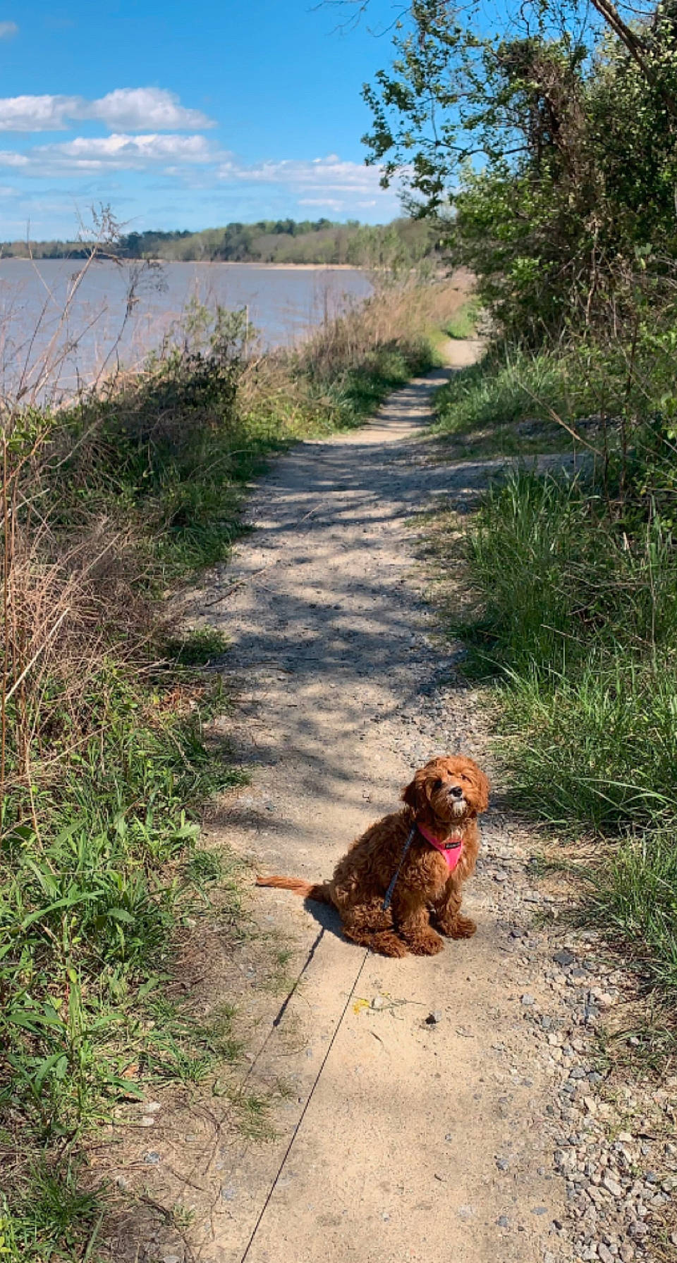 Lala is registered to the contest to win money with this photo: asphalt, carnivore, cloud, companion_dog, dog_breed, fawn, felidae, grass, landscape, plant, road, road_surface, sky, soil, sporting_group, tail, terrestrial_animal, tree, water_dog, wilderness