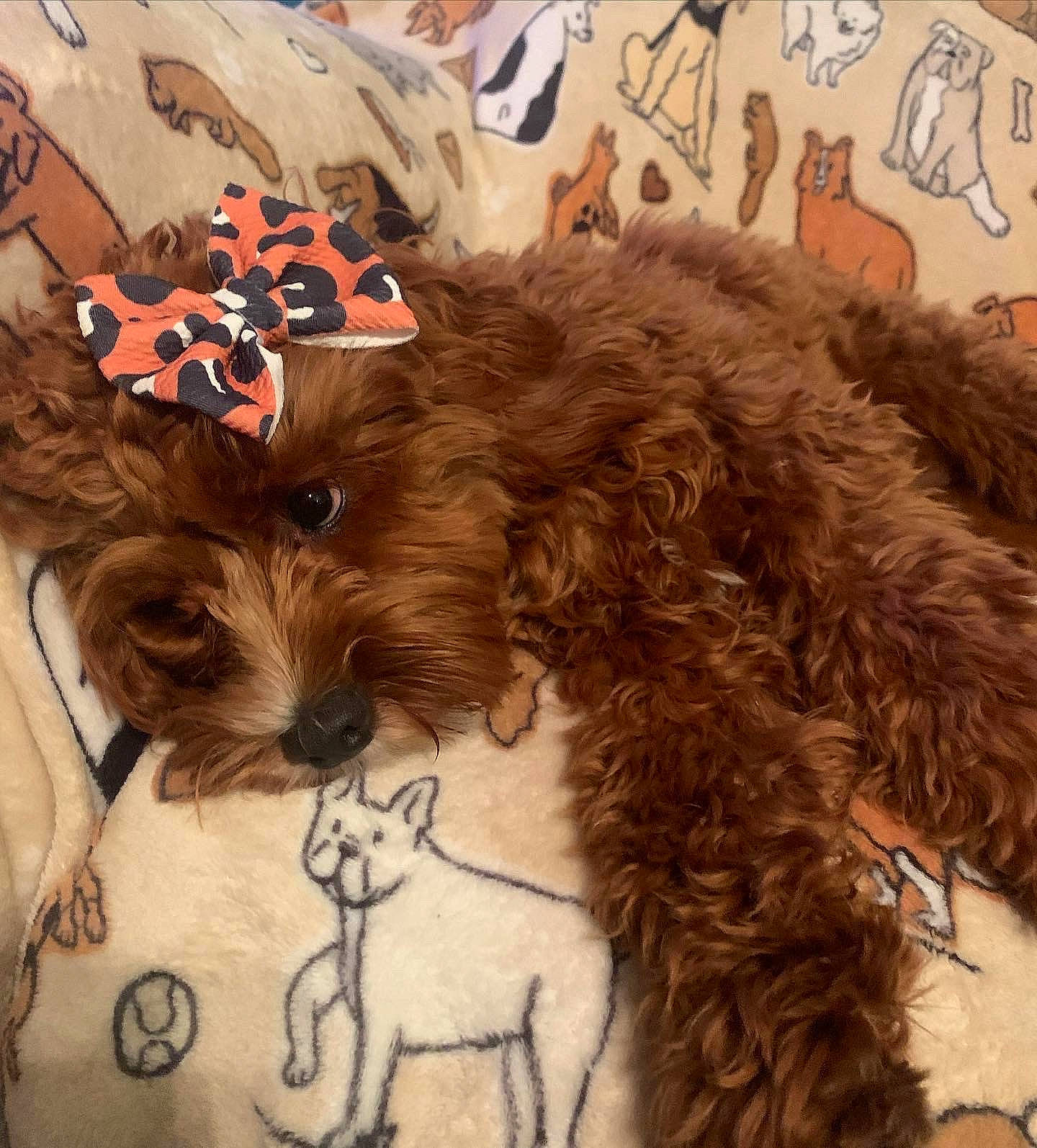Lala is registered to the contest to win money with this photo: art, brown, canidae, carnivore, companion_dog, costume, dog, dog_breed, dog_collar, dog_supply, fawn, felidae, fur, hat, liver, puppy_love, spaniel, sporting_group, toy_dog, working_animal