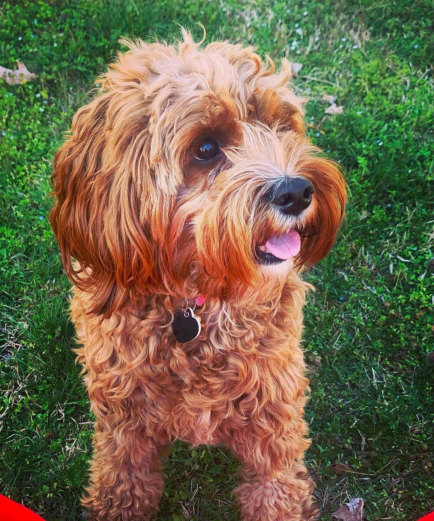 Lala joined the competition — help win amazing prizes! canidae, carnivore, companion_dog, dog, dog_breed, dog_collar, firefighter, fur, grass, liver, small_terrier, snout, sporting_group, terrestrial_animal, terrier, toy_dog, water_dog, yorkipoo