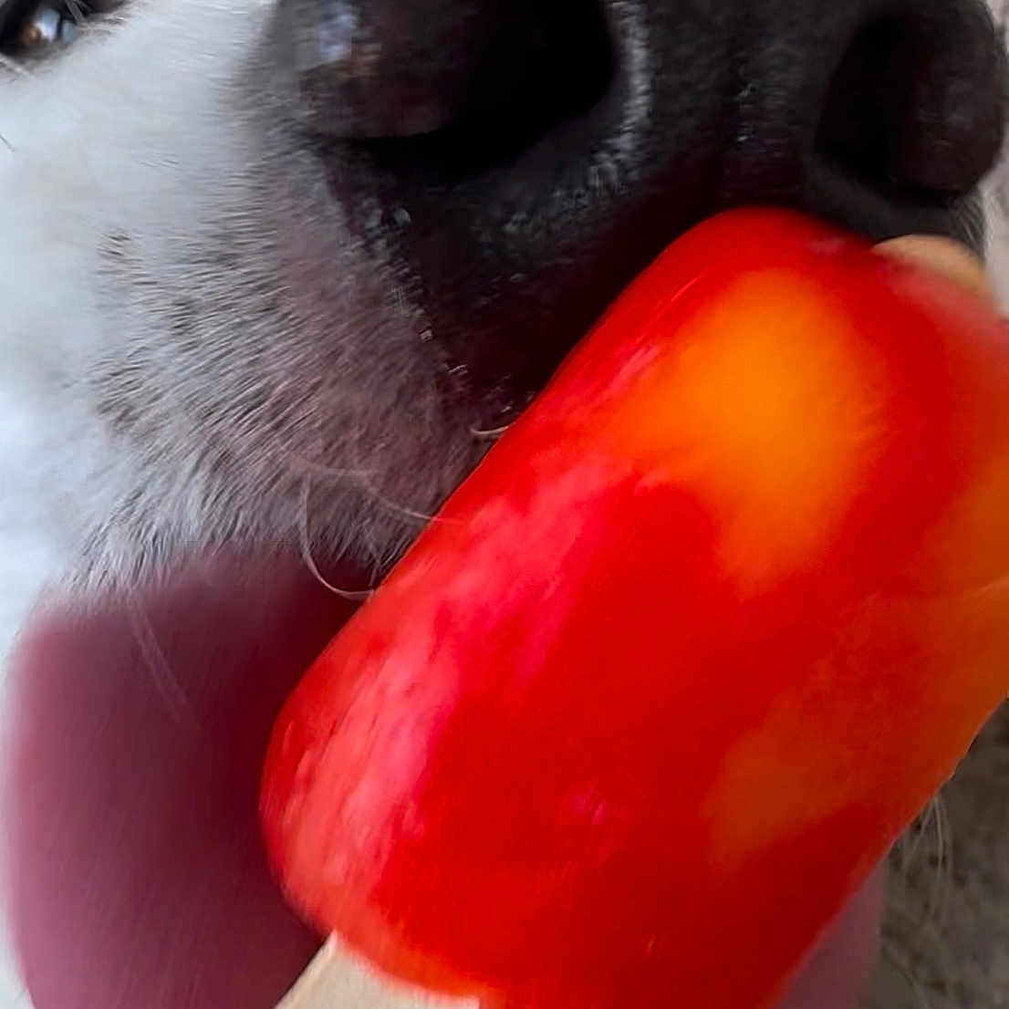 Remmy Jean is registered to the contest to win money with this photo: animal, close_up, colorful, dog, food, fun, licking, nose, orange, outdoor, pet, playful, popsicle, red, refreshing, snout, summer, texture, tongue, treat