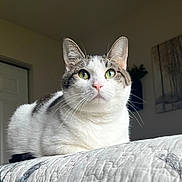 Iris is registered to the contest to win money with this photo: cat, animal, pet, indoor, quilt, white_and_gray, green_eyes, relaxed, feline, whiskers, ears, nose, bedroom, door, wall_art, soft_light, close_up, resting, fur, domestic_animal