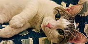 Iris is registered to the contest to win money with this photo: animal, blue_fabric, cat, closeup, couch, domestic_animal, ears, face, feline, furniture, green_eyes, indoor, laying_down, pattern, paws, pet, relaxing, soft_fur, whiskers, yellow_cushion