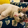 Iris is registered to the contest to win money with this photo: cat, pet, animal, feline, indoor, couch, furniture, relaxing, closeup, whiskers, face, ears, paws, domestic_animal, pattern, yellow_cushion, blue_fabric, soft_fur, laying_down, green_eyes