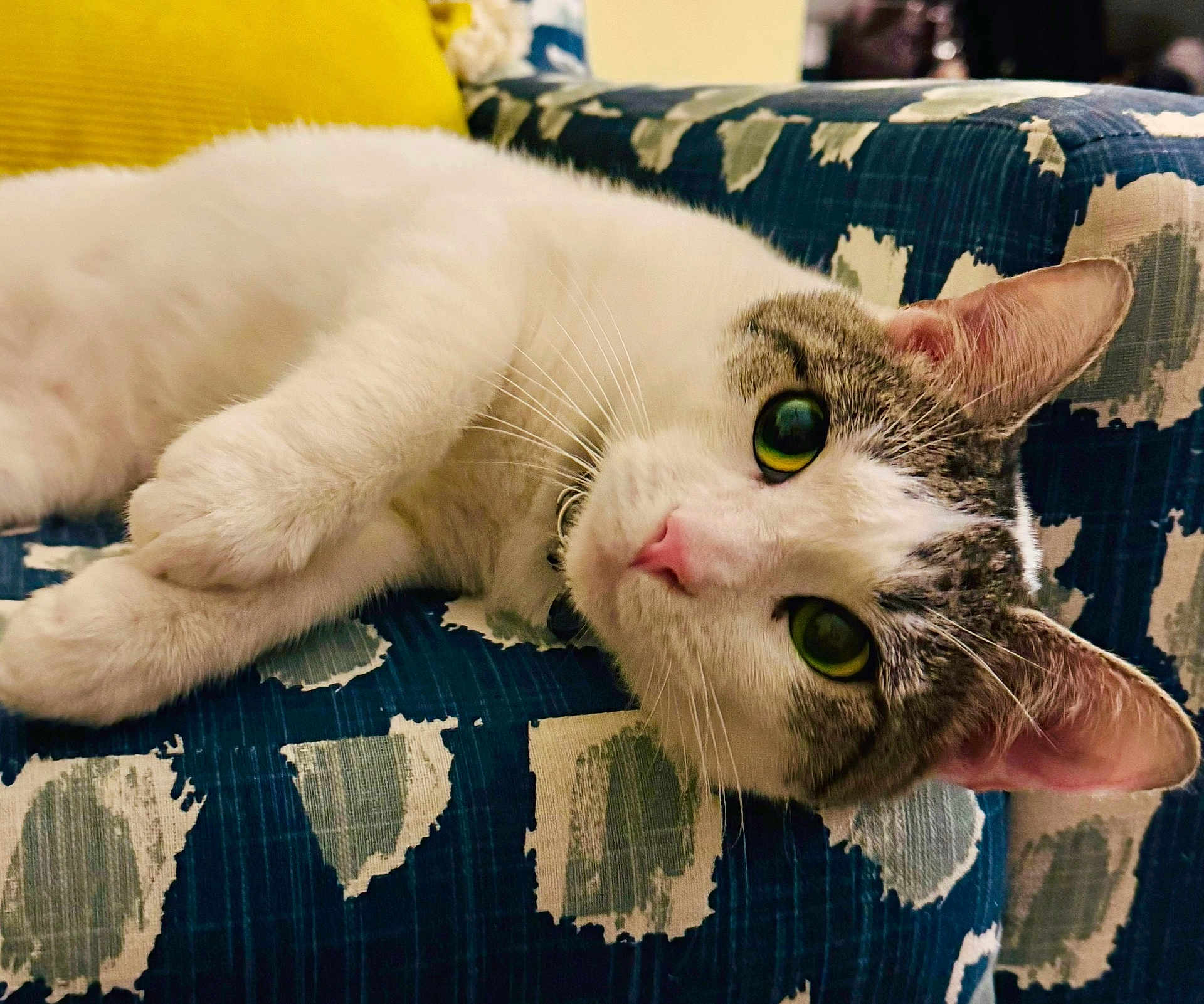 Iris