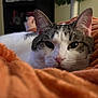 Iris is registered to the contest to win money with this photo: cat, close_up, orange_blanket, indoor, relaxed, white_and_gray_cat, pet, cozy, fur, whiskers, ear, face, nose, soft_texture, domestic_animal, resting, home, feline, comfort, background_foot