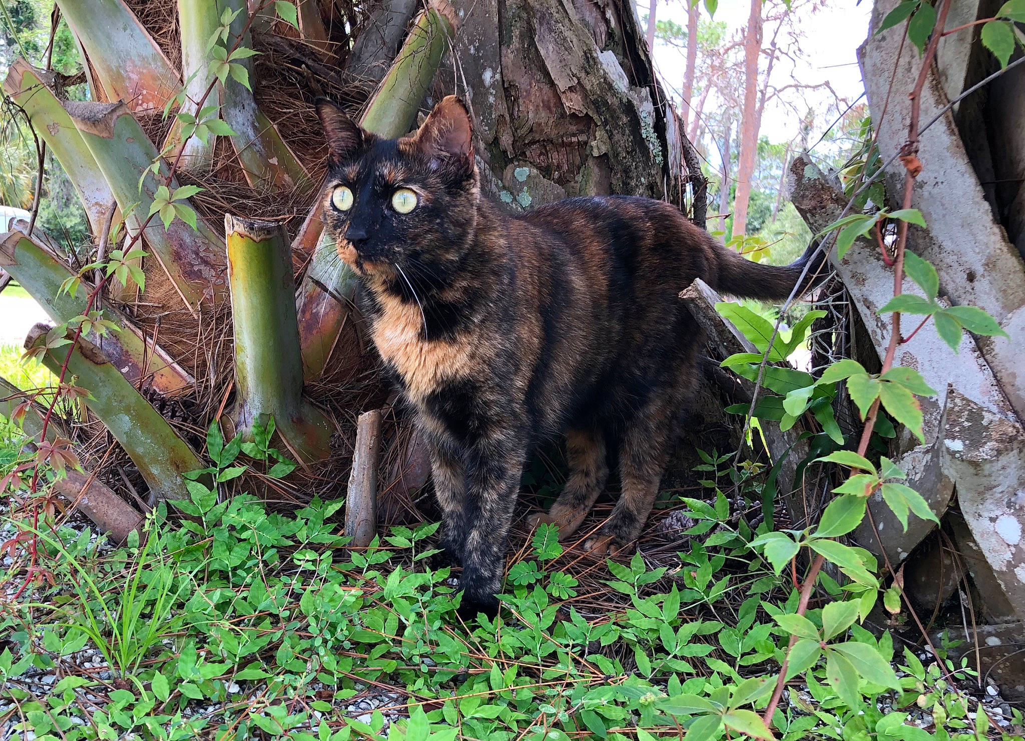 Camo is registered to the contest to win money with this photo: bombay, carnivore, cat, dog_breed, fawn, felidae, forest, fur, grass, groundcover, plant, small_to_medium_sized_cats, tail, terrestrial_animal, terrestrial_plant, tree, trunk, twig, wildlife, wood
