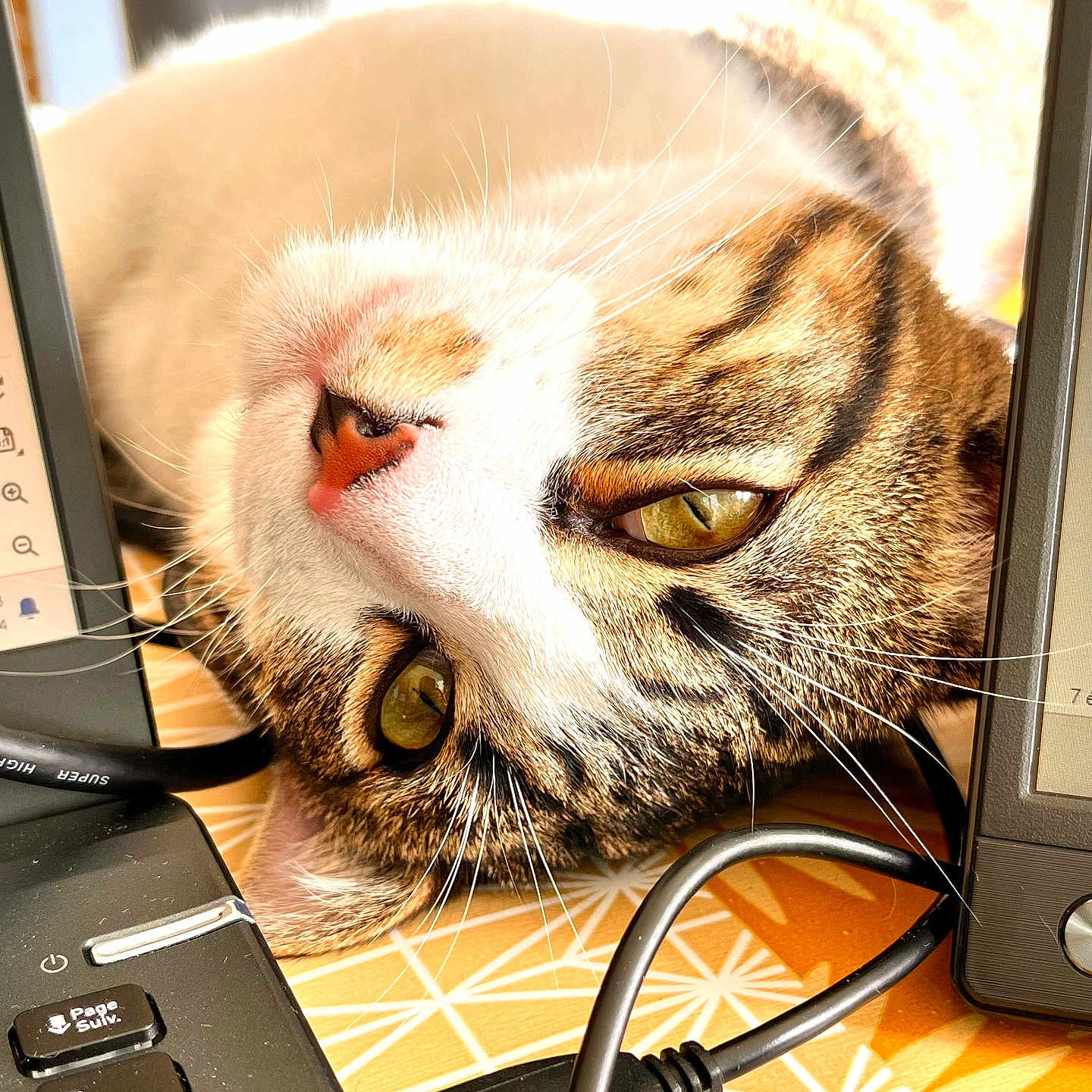 Willow participe au concours pour gagner de l'argent avec cette photo : animal, cat, computer, computerhardware, computerkeyboard, desk, electronics, furniture, hardware, kitten, laptop, monitor, mouse, pc, person, pet, screen, sleeping, table, tv