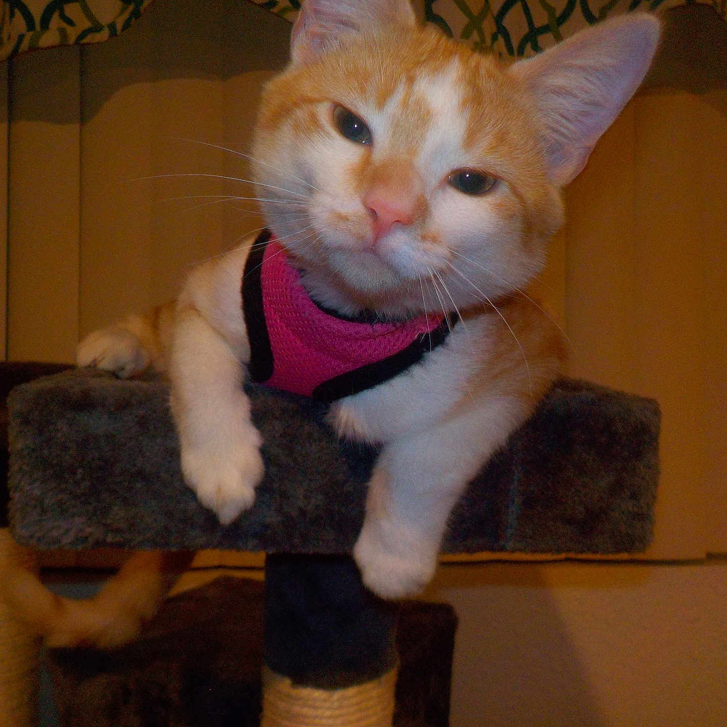 Bella joined the competition — help win amazing prizes! animal, cat, cat_tree, closeup, cozy, cute, domestic_cat, ears, feline, fur, harness, home, indoor, looking_at_camera, orange_cat, paws, pet, resting, whiskers, white_cat