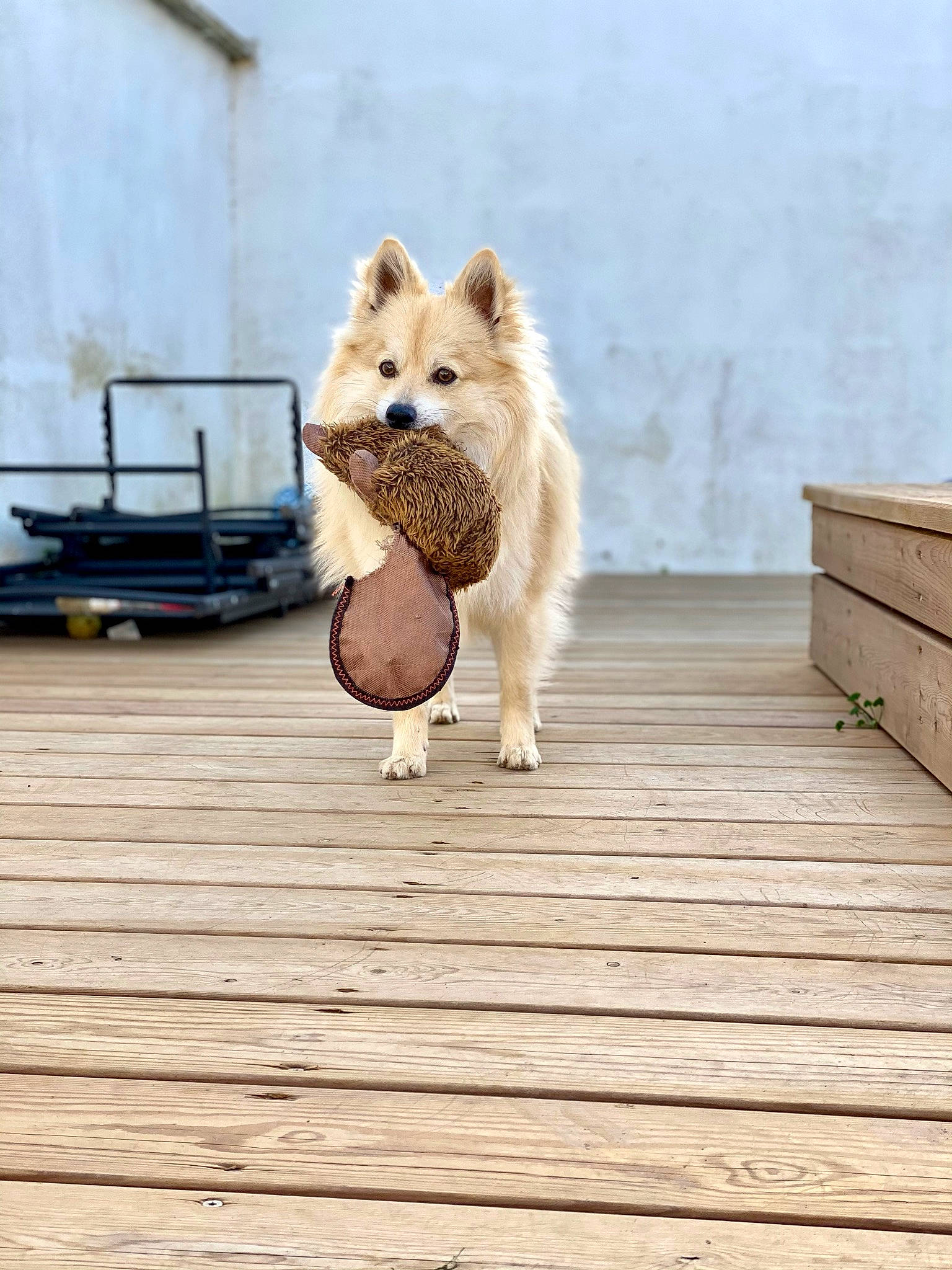 Petrus a rejoint le concours — aidez-le/la à gagner de superbes lots ! canidae, carnivore, companion_dog, dog, dog_breed, fawn, felidae, flooring, fur, hardwood, sky, small_to_medium_sized_cats, snout, spitz, tail, terrestrial_animal, whiskers, wildlife, wood, wood_flooring